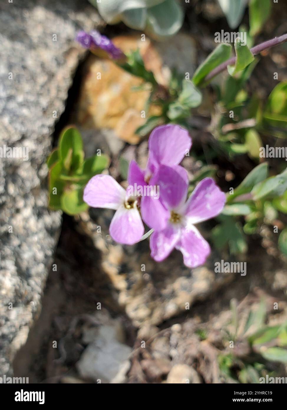 Lyall's rockcress (Boechera lyallii Stock Photo - Alamy