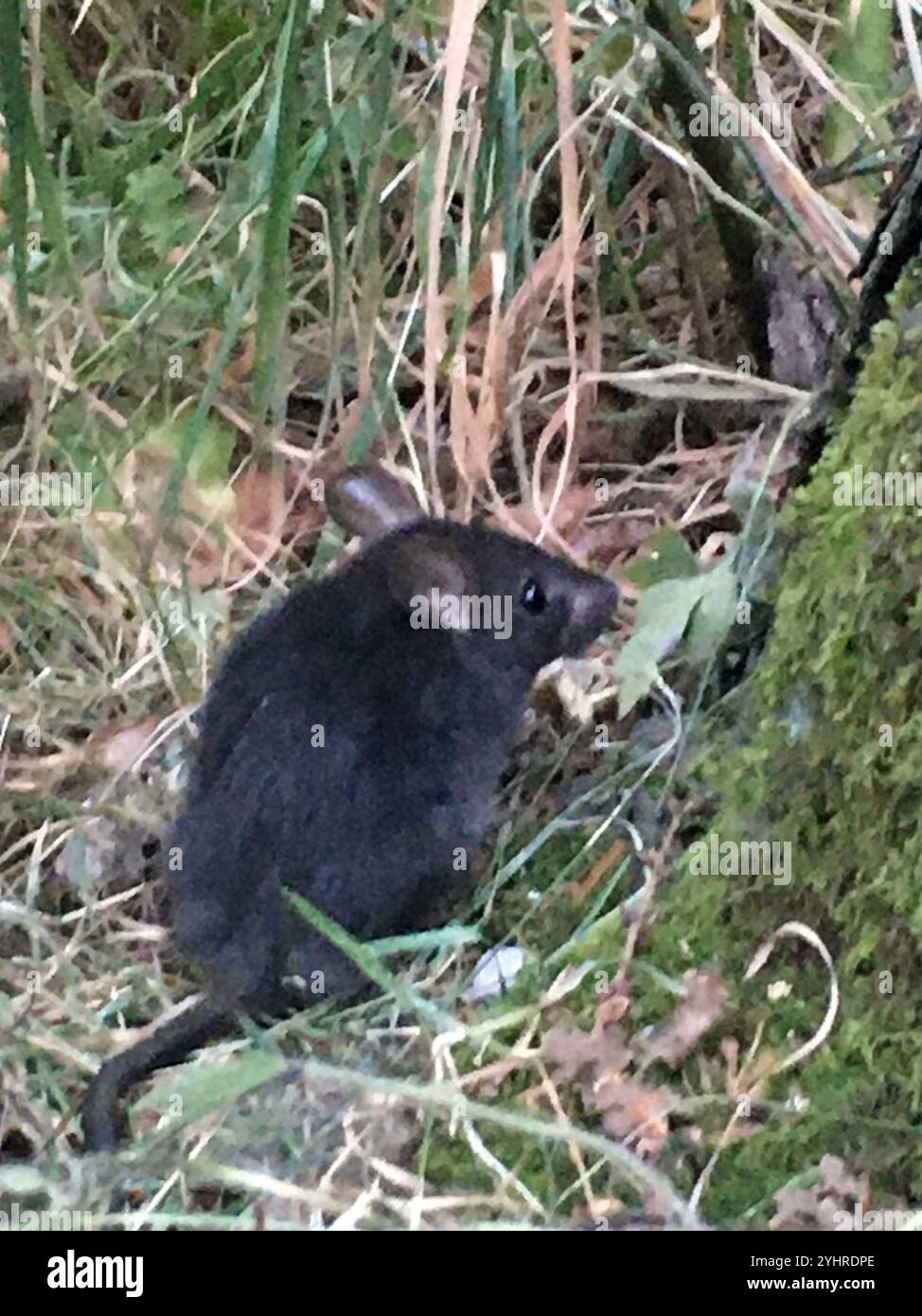 Black Rat (Rattus rattus Stock Photo - Alamy