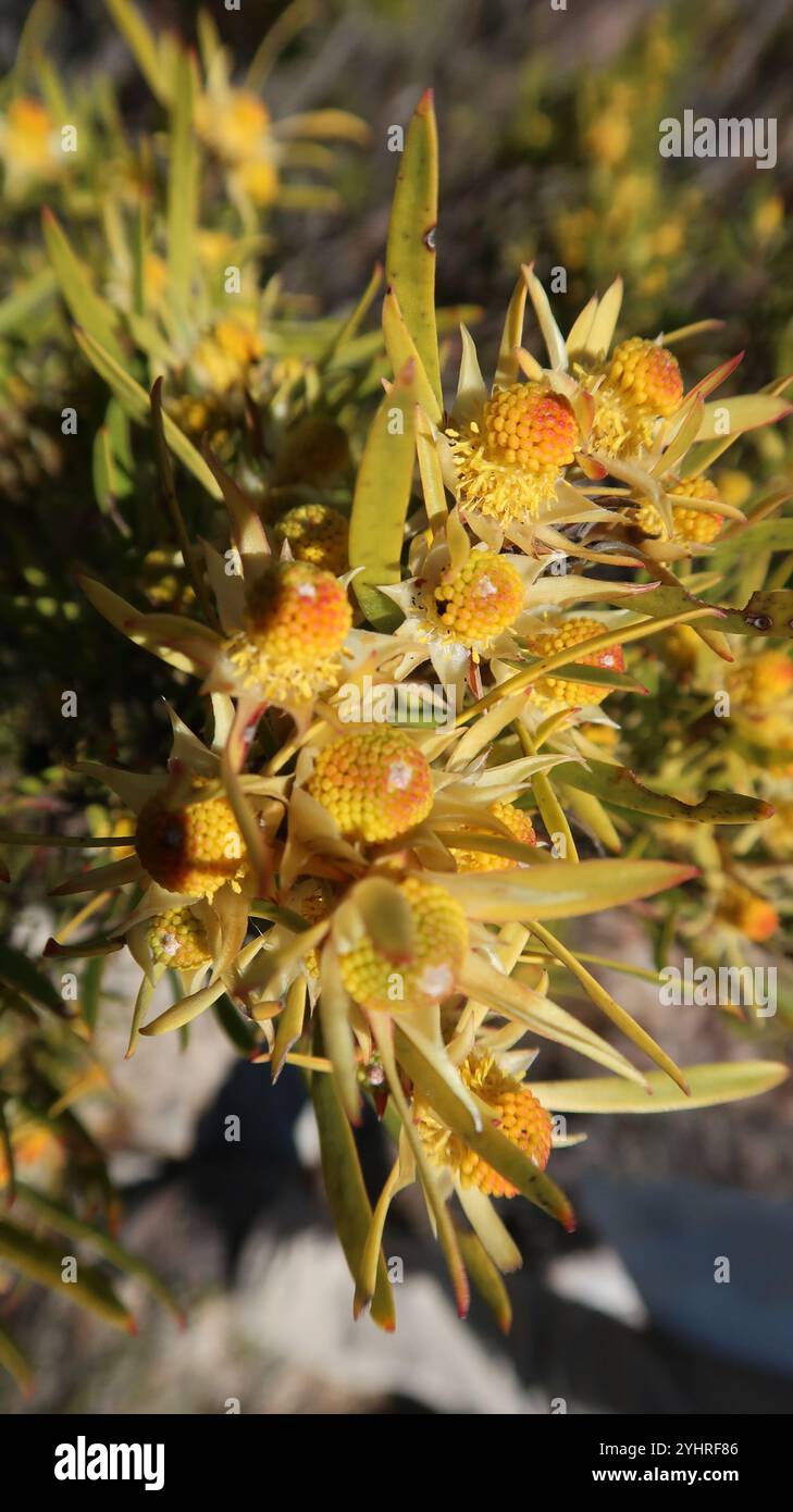 Conebushes (Leucadendron) Stock Photo