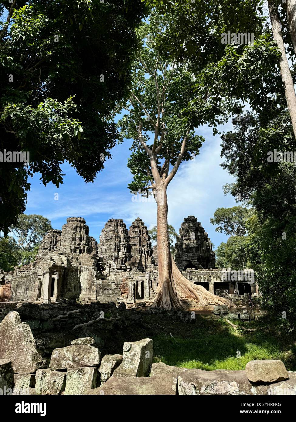 The nature is taking back its own space , trees in the old Angkor temples ruins, Siem reap, Cambodia - Smartphone Captured Stock Image