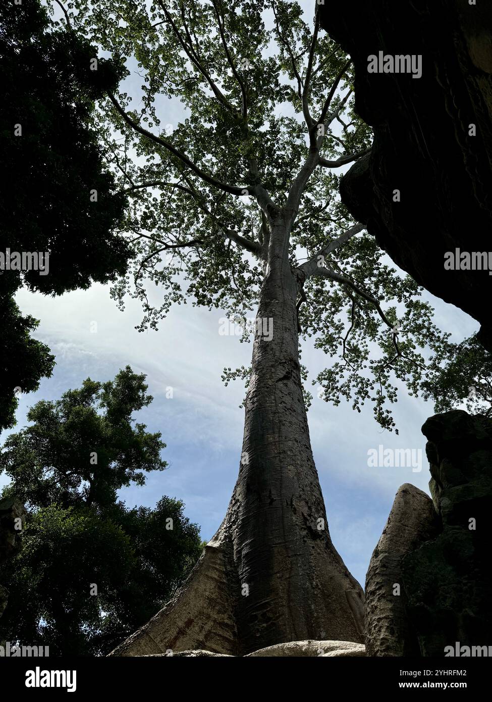 The nature is taking back its own space , trees in the old Angkor temples ruins, Siem reap, Cambodia - Smartphone Captured Stock Image