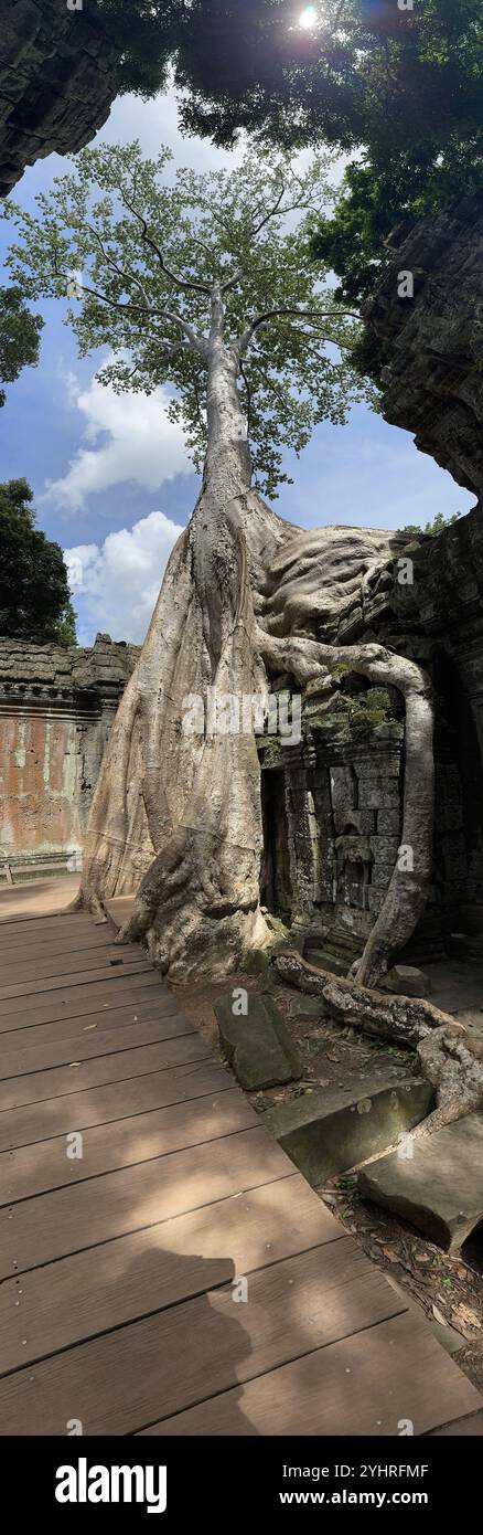 The nature is taking back its own space , trees in the old Angkor temples ruins, Siem reap, Cambodia - Smartphone Captured Stock Image