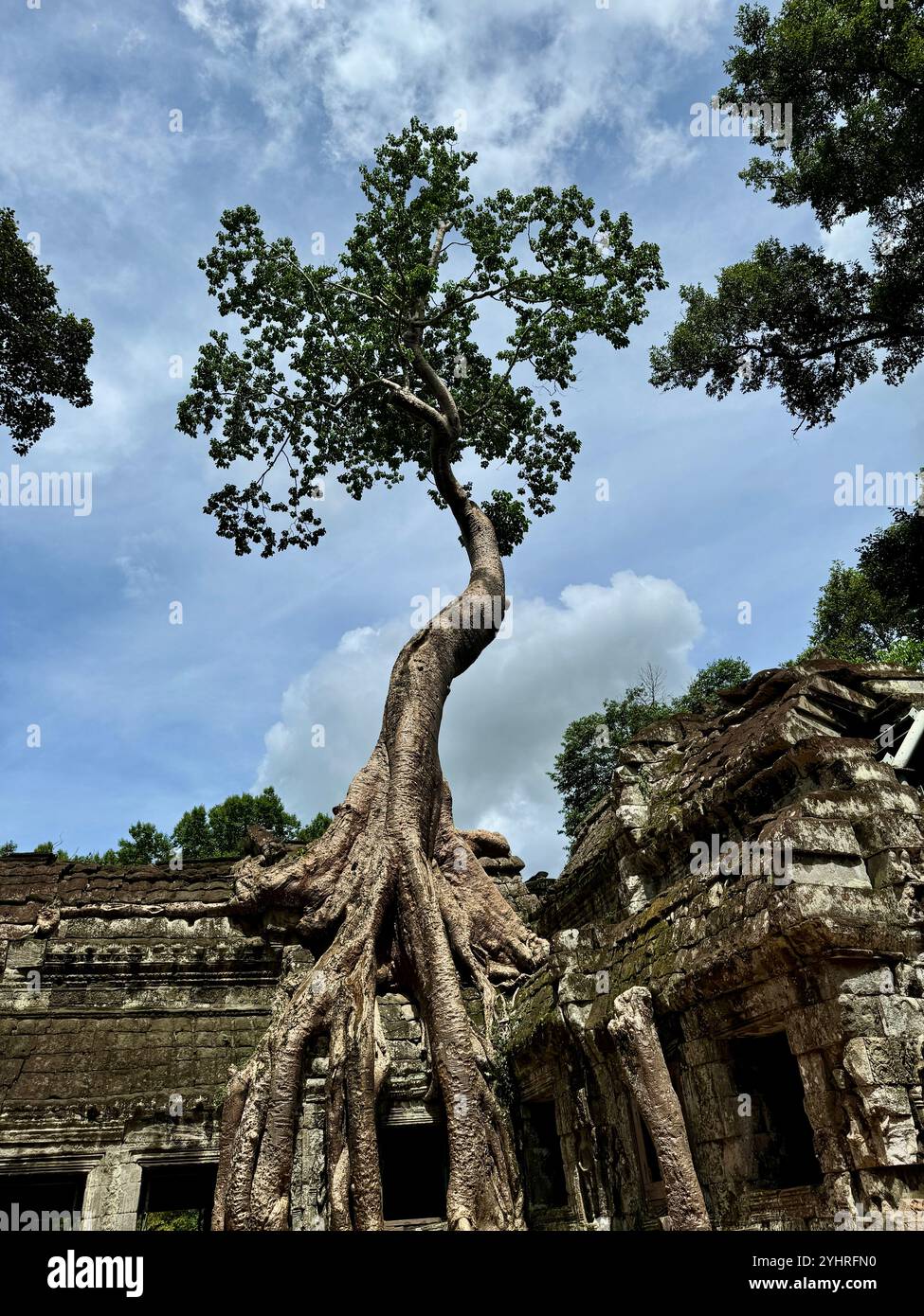 The nature is taking back its own space , trees in the old Angkor temples ruins, Siem reap, Cambodia - Smartphone Captured Stock Image