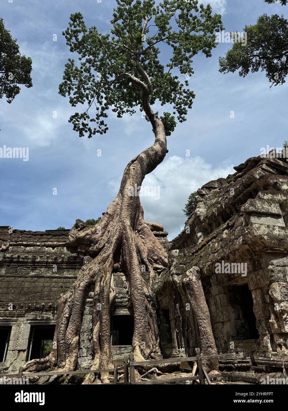 The nature is taking back its own space , trees in the old Angkor temples ruins, Siem reap, Cambodia - Smartphone Captured Stock Image