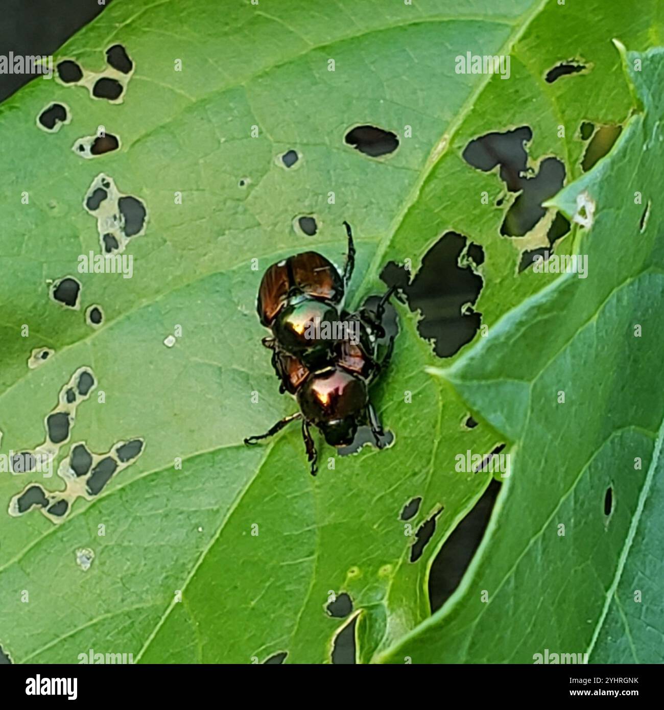 Japanese Beetle (Popillia japonica Stock Photo - Alamy