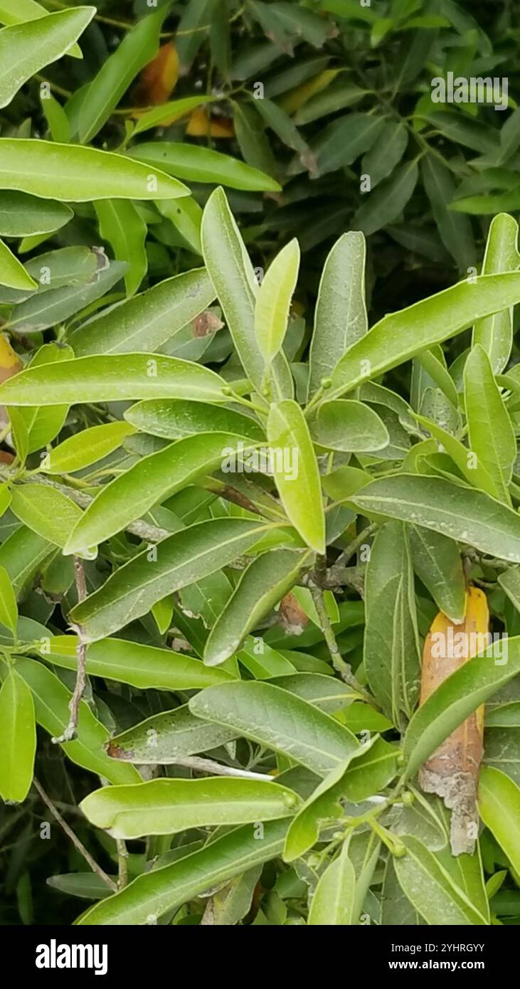 California bay (Umbellularia californica Stock Photo - Alamy