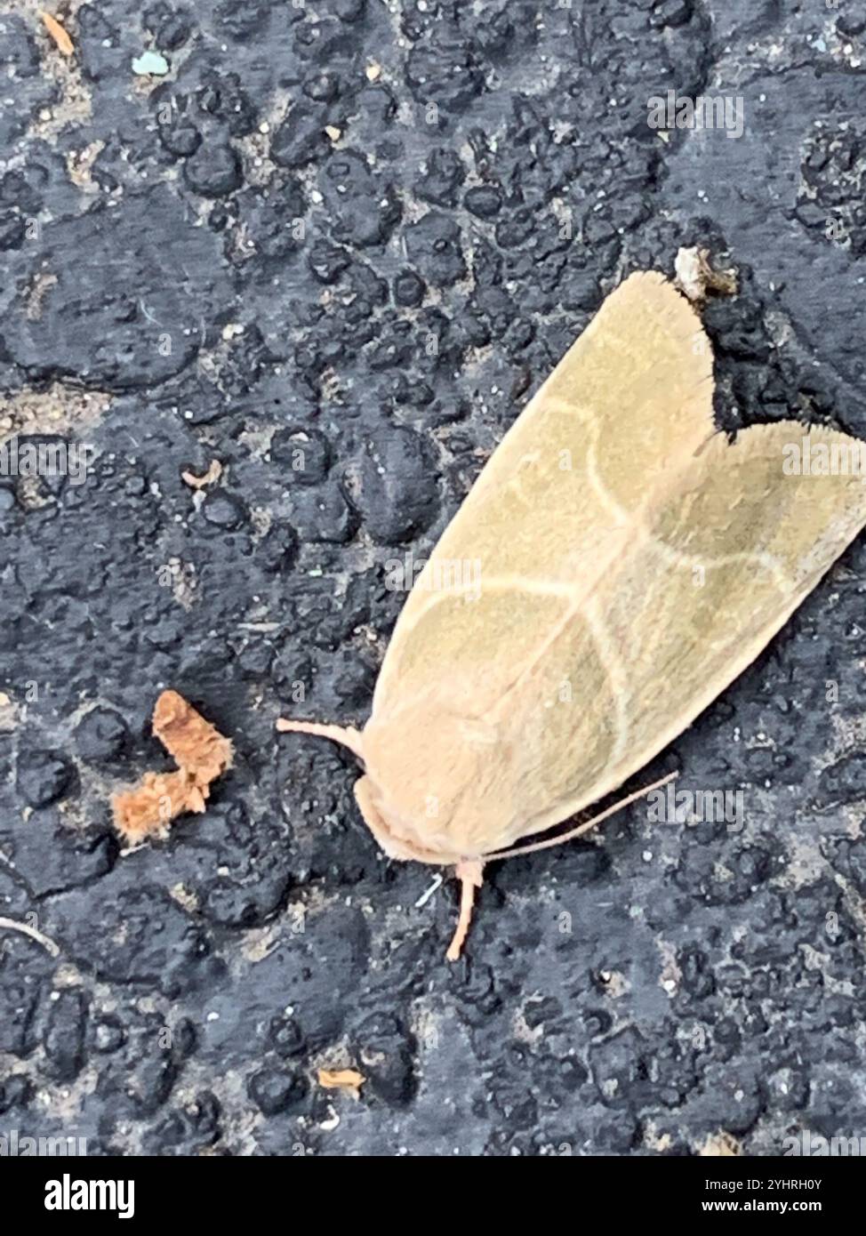 American Dun-bar Moth (Cosmia calami Stock Photo - Alamy