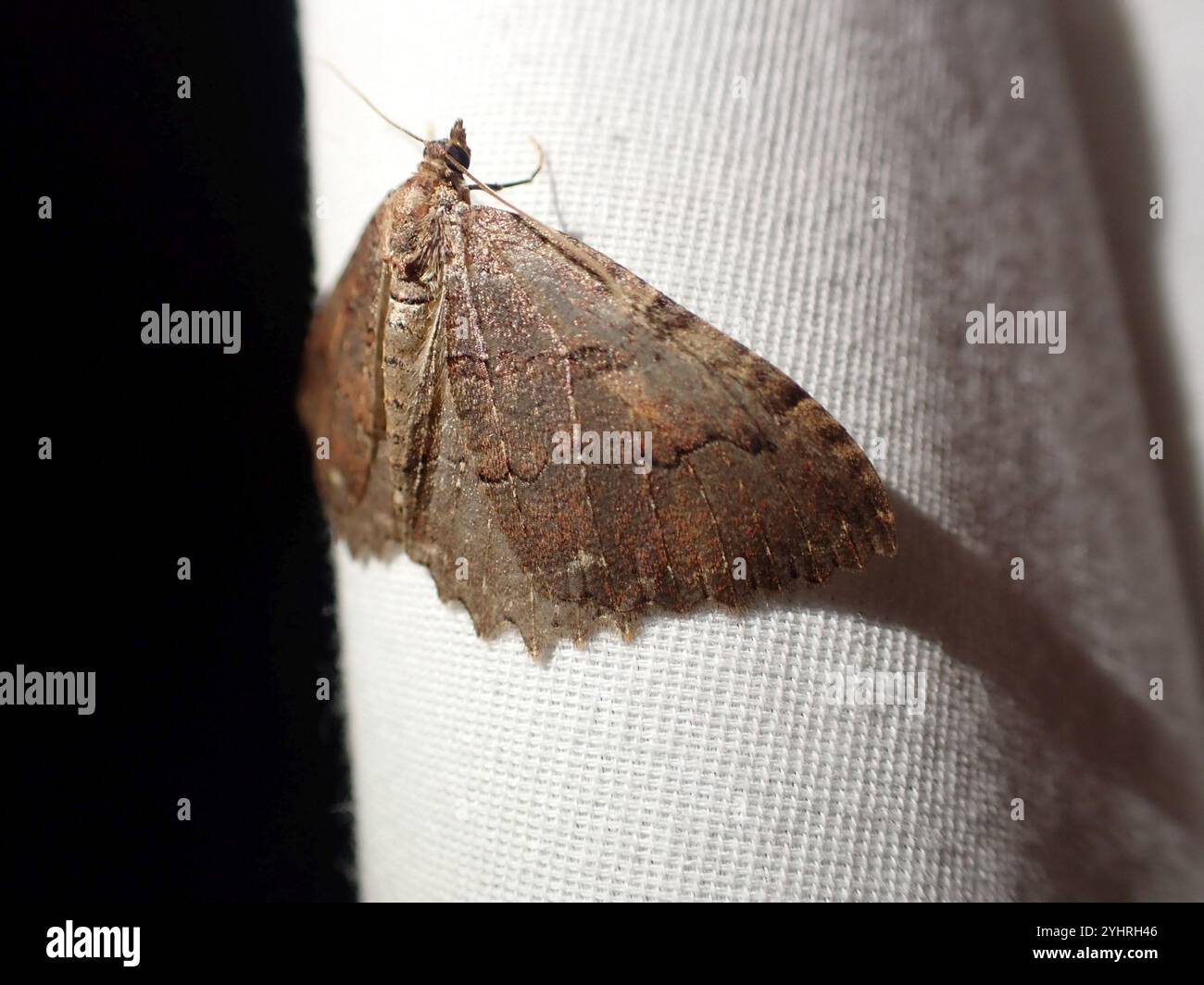 Tissue Moth (Triphosa haesitata Stock Photo - Alamy