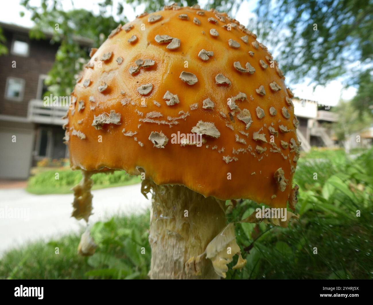 American Yellow Fly Agaric (Amanita muscaria guessowii Stock Photo - Alamy