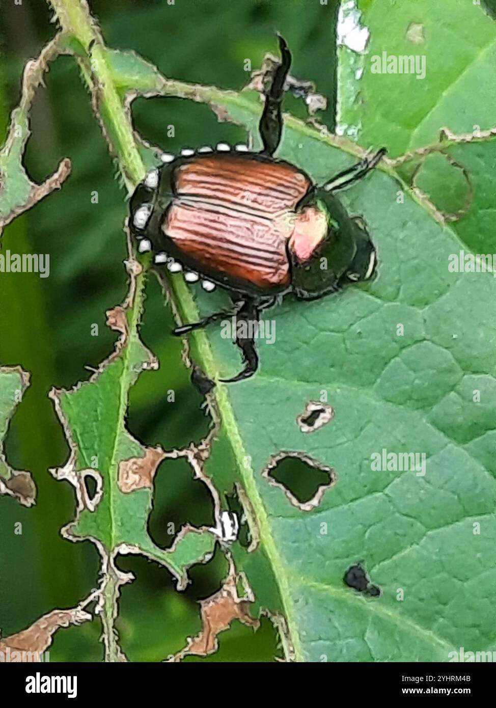 Japanese Beetle (Popillia japonica Stock Photo - Alamy