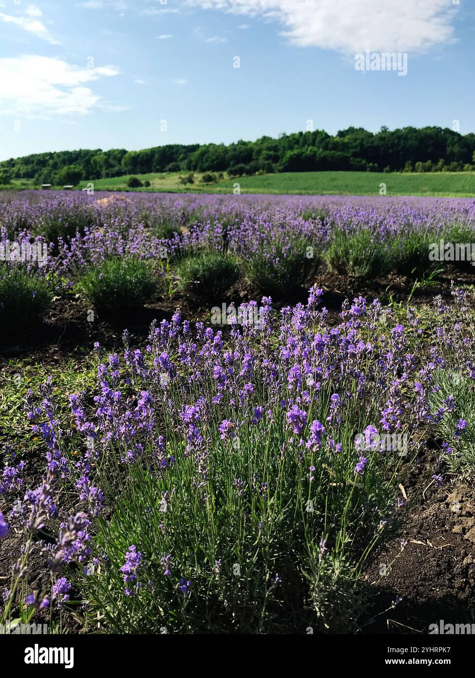 A vibrant lavender field in full bloom stretches under a clear blue sky ...