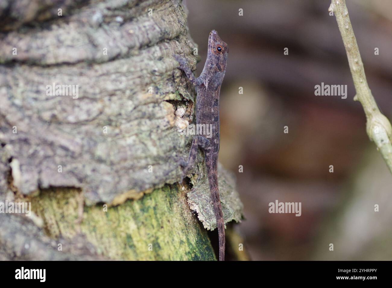 Anolis humilis hi-res stock photography and images - Alamy