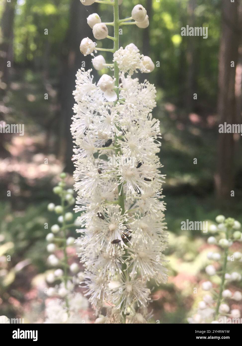 Actaea Racemora black cohosh (Actaea racemosa Stock Photo - Alamy