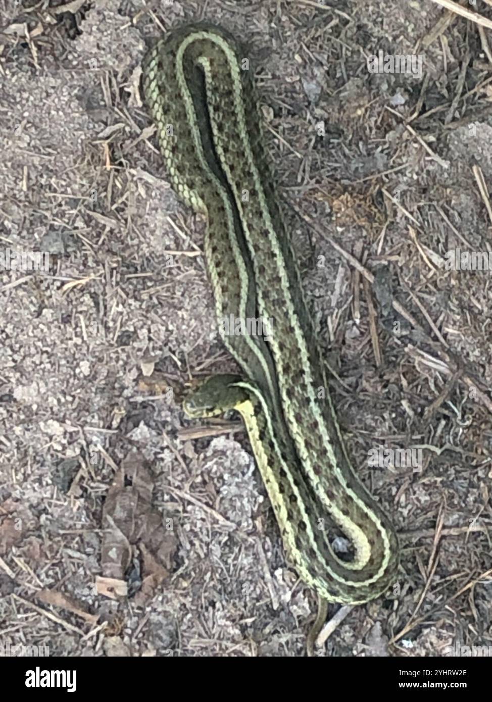 Eastern Garter Snake (Thamnophis sirtalis sirtalis Stock Photo - Alamy