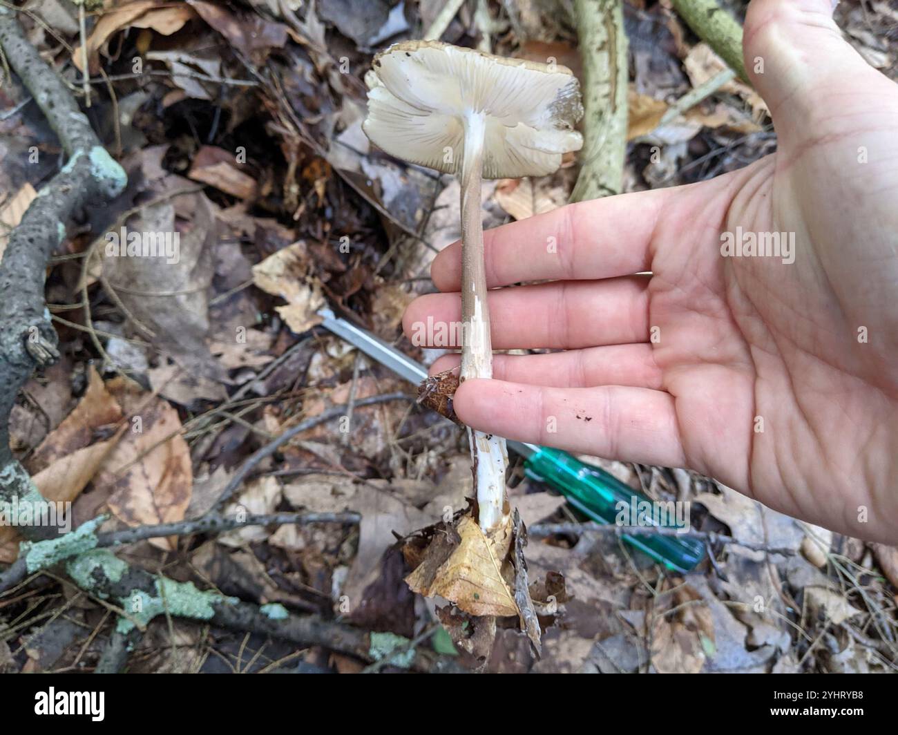 Beech Rooter Beech Rooter (Oudemansiella furfuracea Stock Photo - Alamy