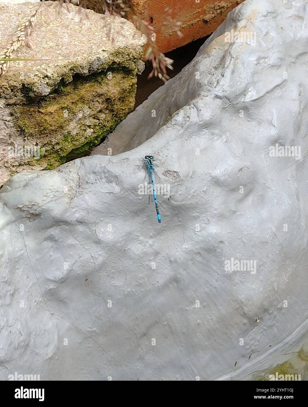 Azure Damselfly (Coenagrion puella Stock Photo - Alamy