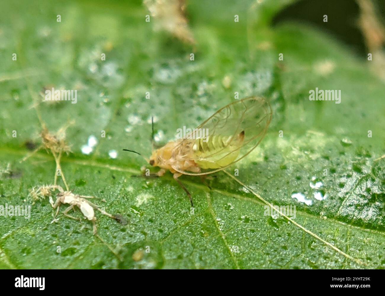 Trioza hi-res stock photography and images - Alamy