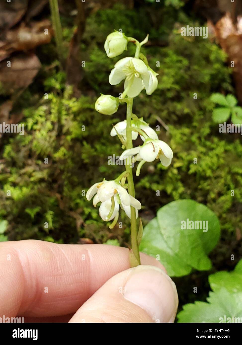 Pyrola americana hi-res stock photography and images - Alamy