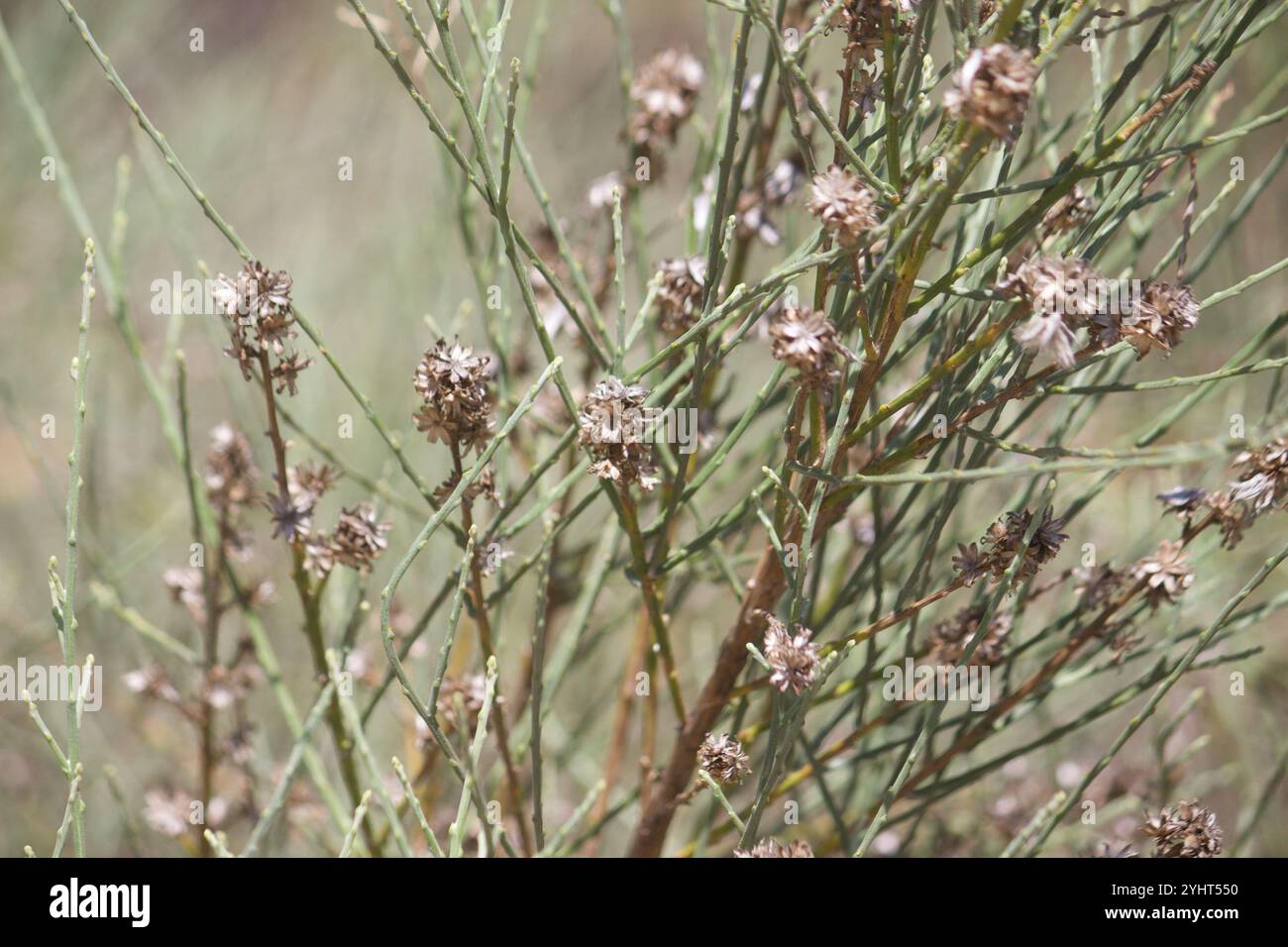 California broomsage hi-res stock photography and images - Alamy