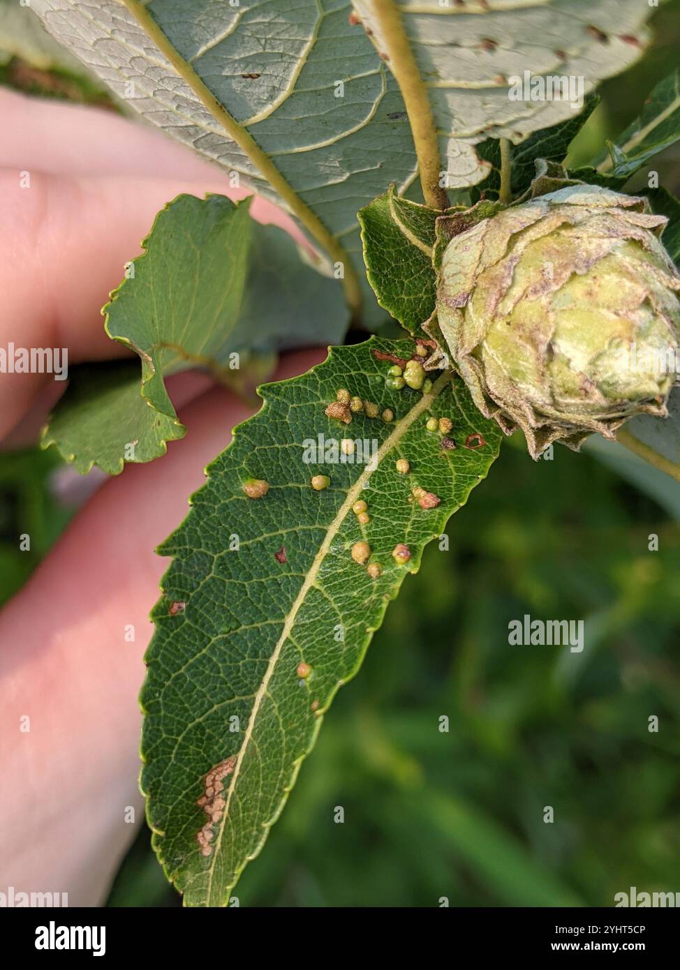 Aculus Sp Willow Bead Gall Mite (Aculus tetanothrix Stock Photo - Alamy