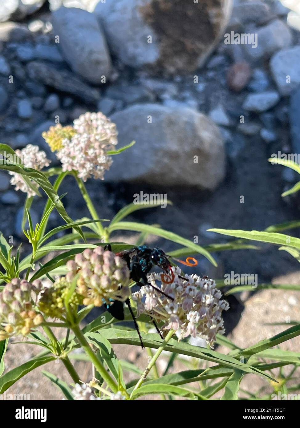 Pepsis mildei hi-res stock photography and images - Alamy