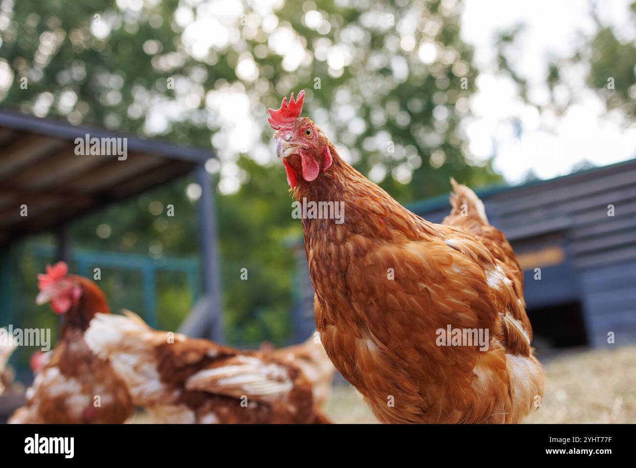 A close-up of a brown chicken with a red comb, showcasing its detailed feathers and eye. In the background, other chickens are slightly blurred, creat Stock Photo