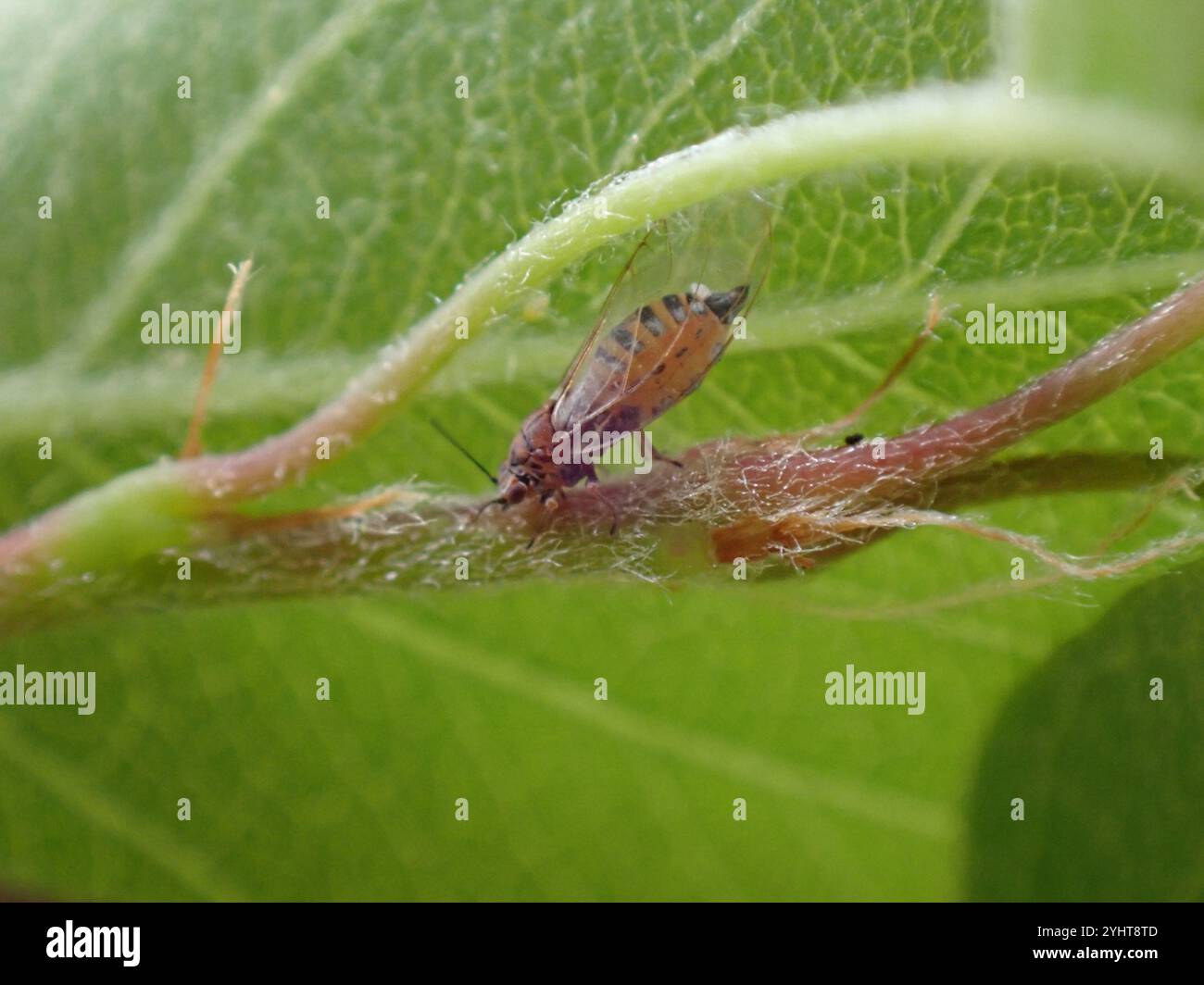 Trioza hi-res stock photography and images - Alamy
