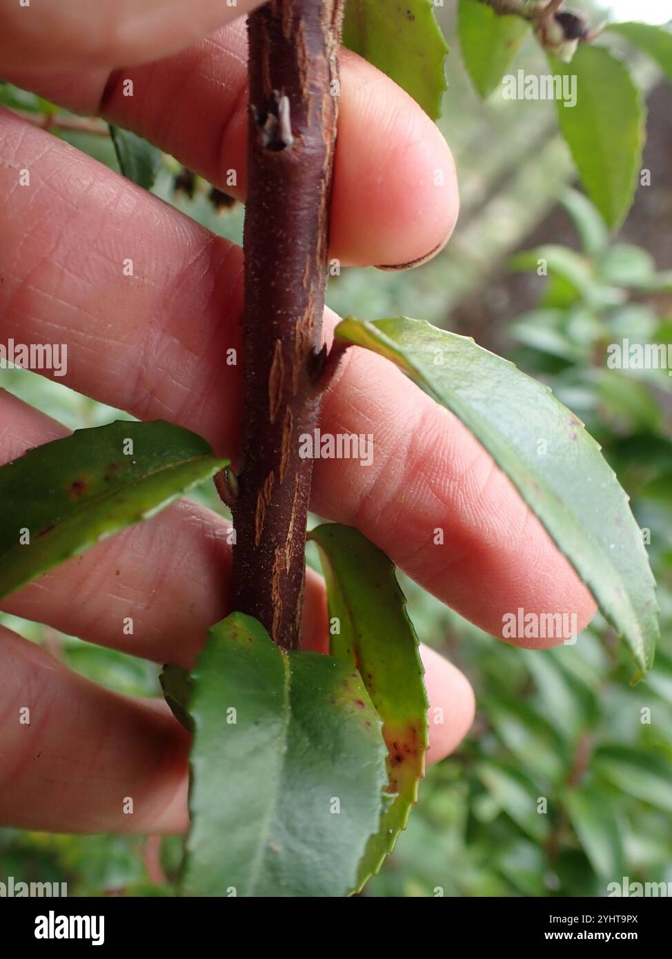 1-Year Old Evergreen Huckleberry Plant (Vaccinium Ovatum) - Tasty Berries, Great For Flower Arrangements