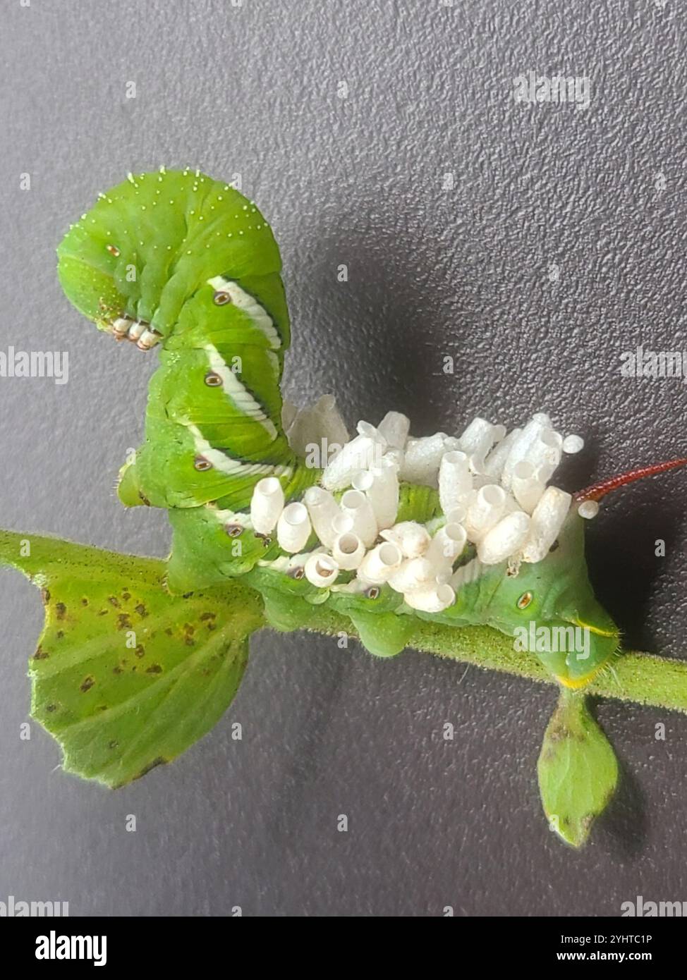Hornworm Parasitoid Wasp (Cotesia congregata Stock Photo - Alamy