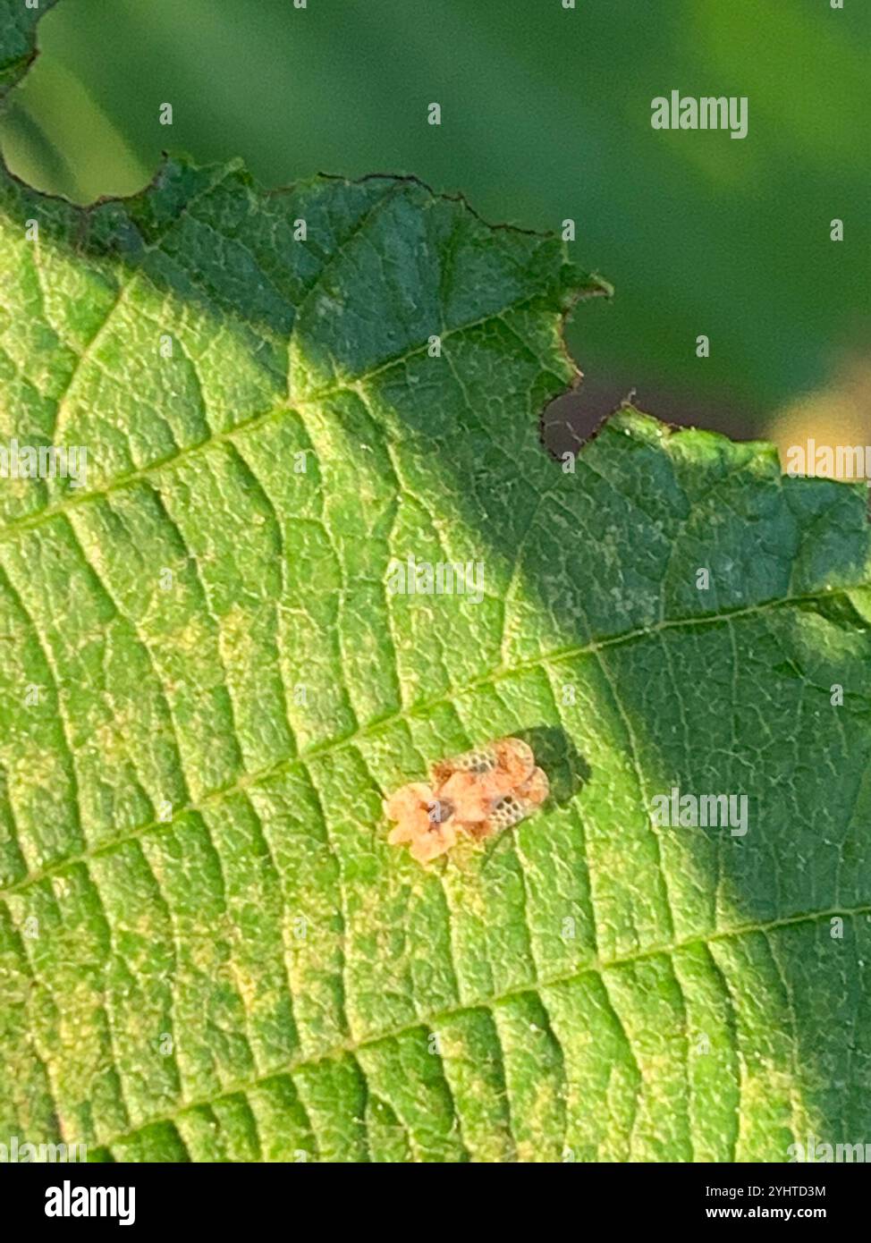 One Winged Insect Winged and Once-winged Insects (Pterygota Stock Photo - Alamy