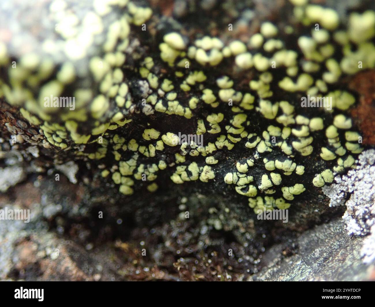 lemon map lichen (Rhizocarpon macrosporum Stock Photo - Alamy