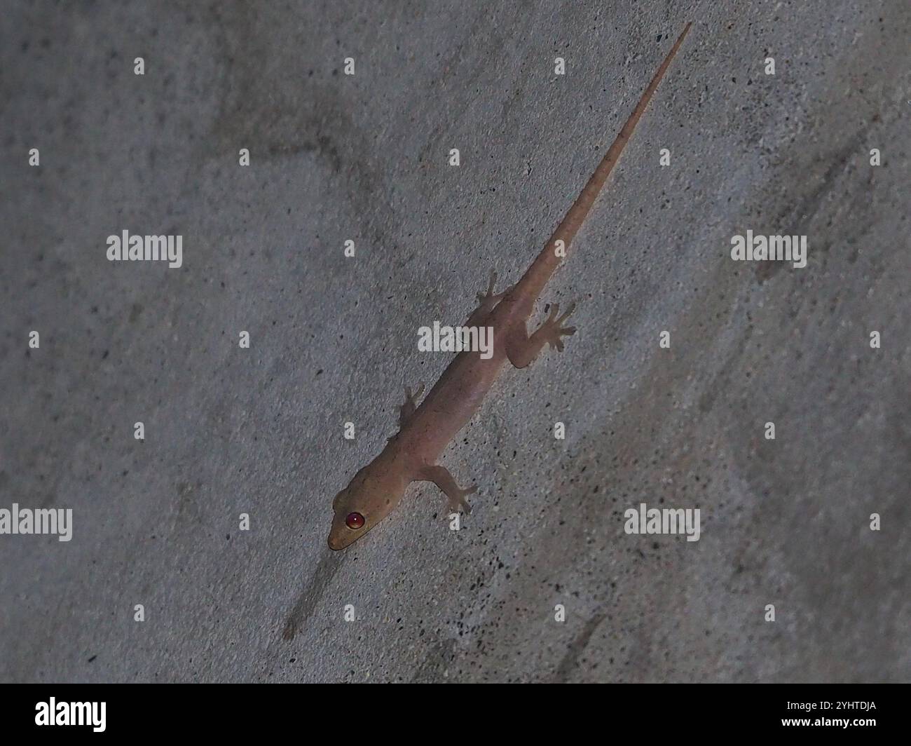 Invasive Gecko Asian House Gecko (Hemidactylus frenatus Stock Photo - Alamy