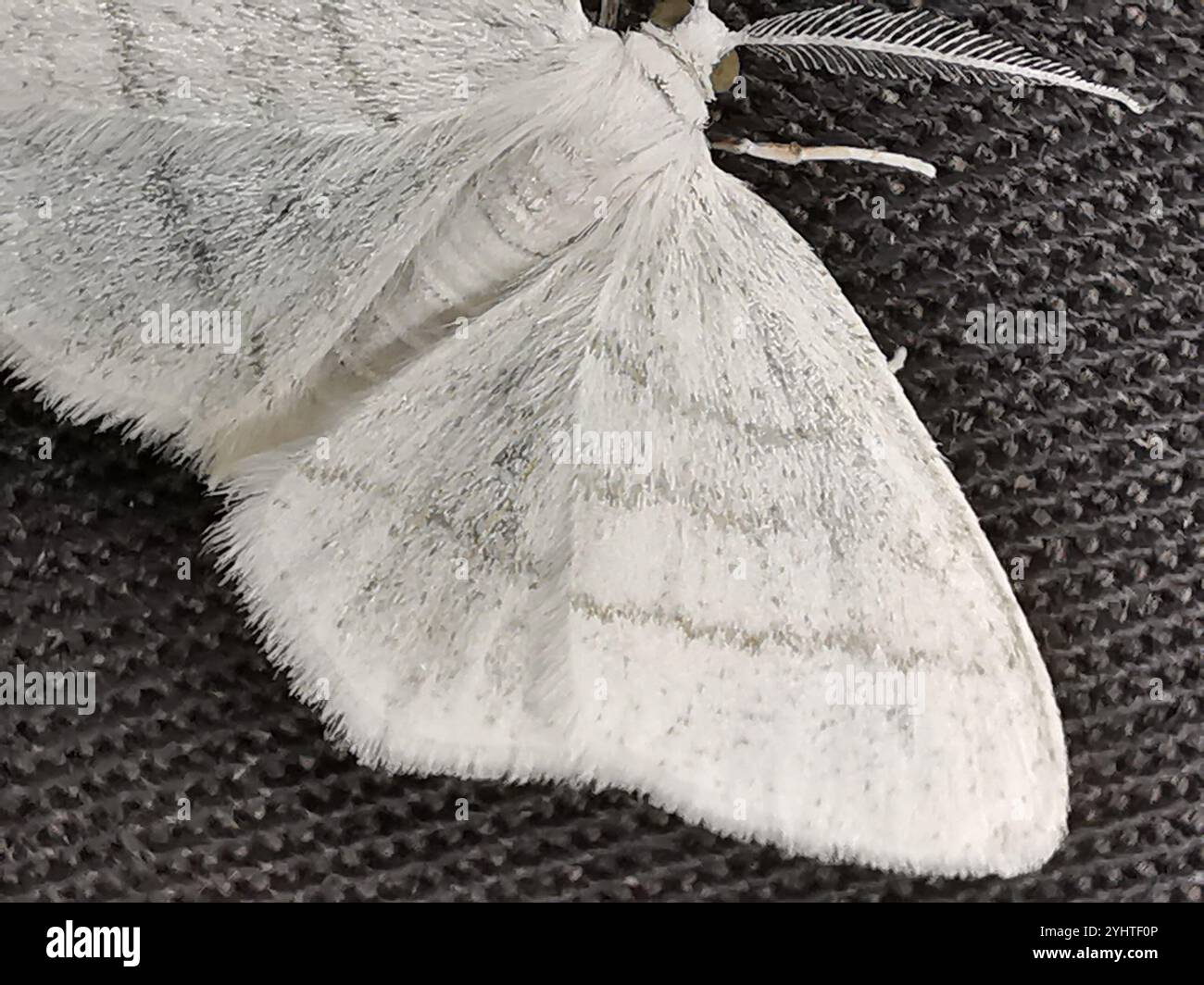 Common White Wave (Cabera pusaria Stock Photo - Alamy