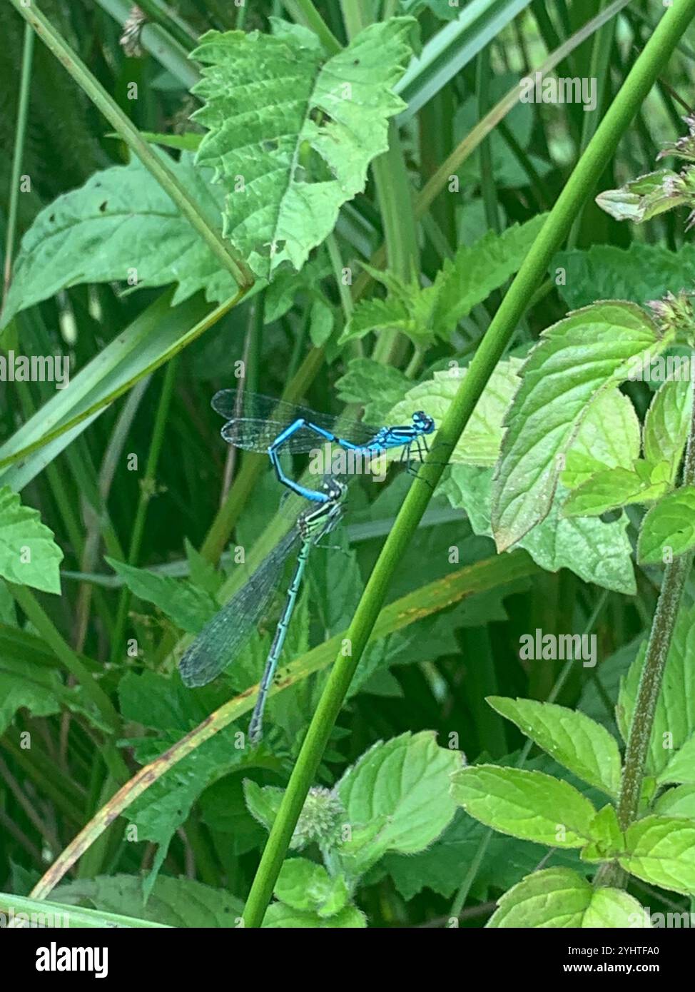 Azure Damselfly (Coenagrion puella Stock Photo - Alamy