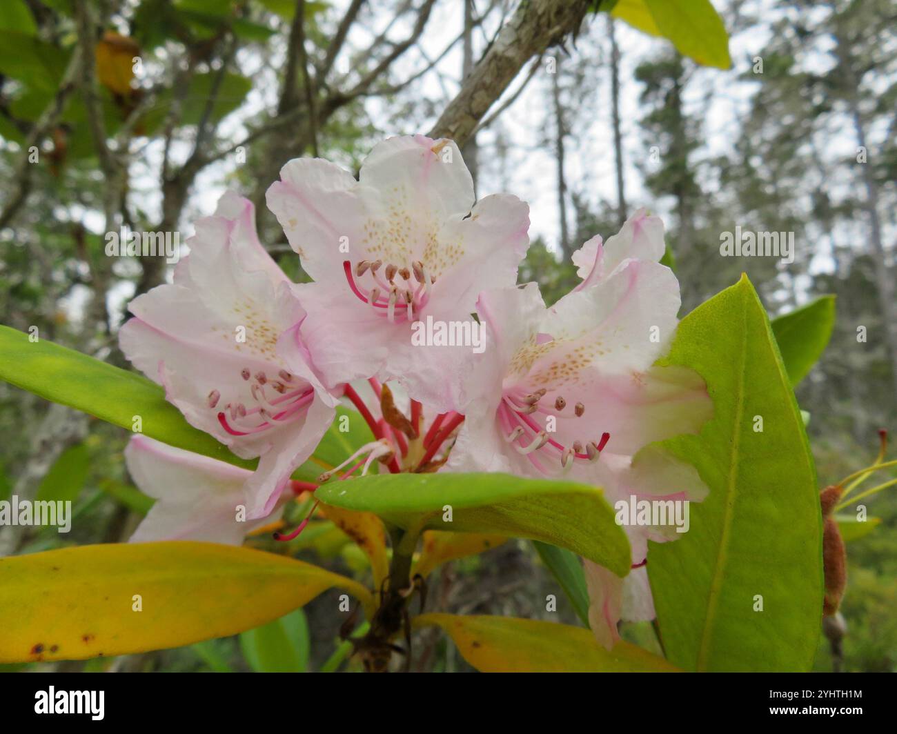 Pacific rhododendron (Rhododendron macrophyllum Stock Photo - Alamy