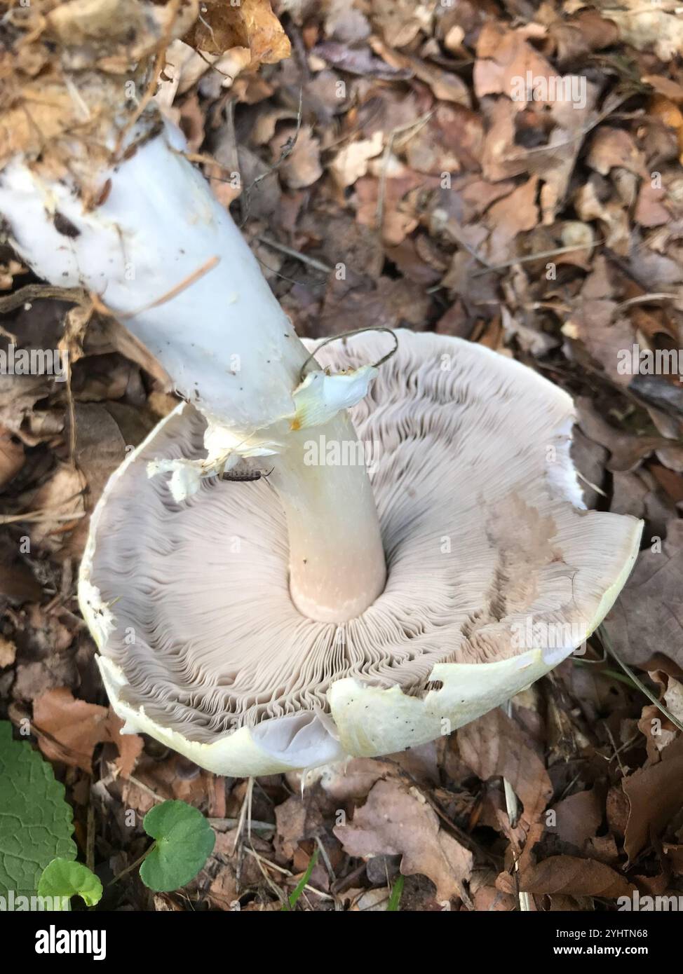 Wood Mushroom Agaricus Sylvicola Stock Photo Alamy wood-mushroom-agaricus-sylvicola-stock-photo-alamy
