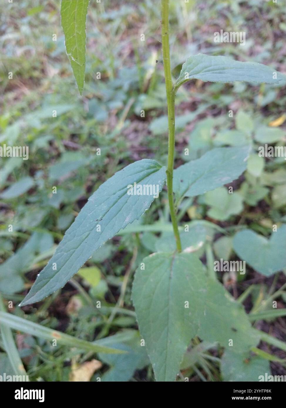 Creeping Bellflower (Campanula rapunculoides Stock Photo - Alamy