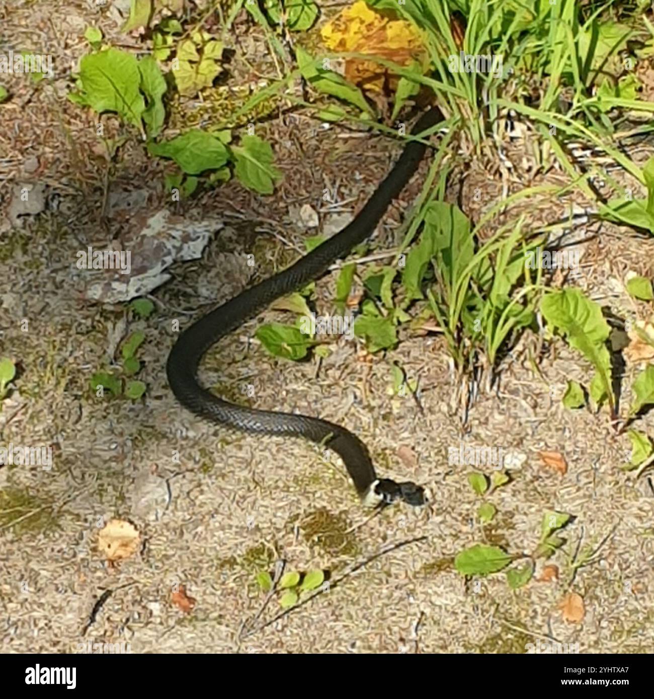 (Natrix natrix natrix Stock Photo - Alamy