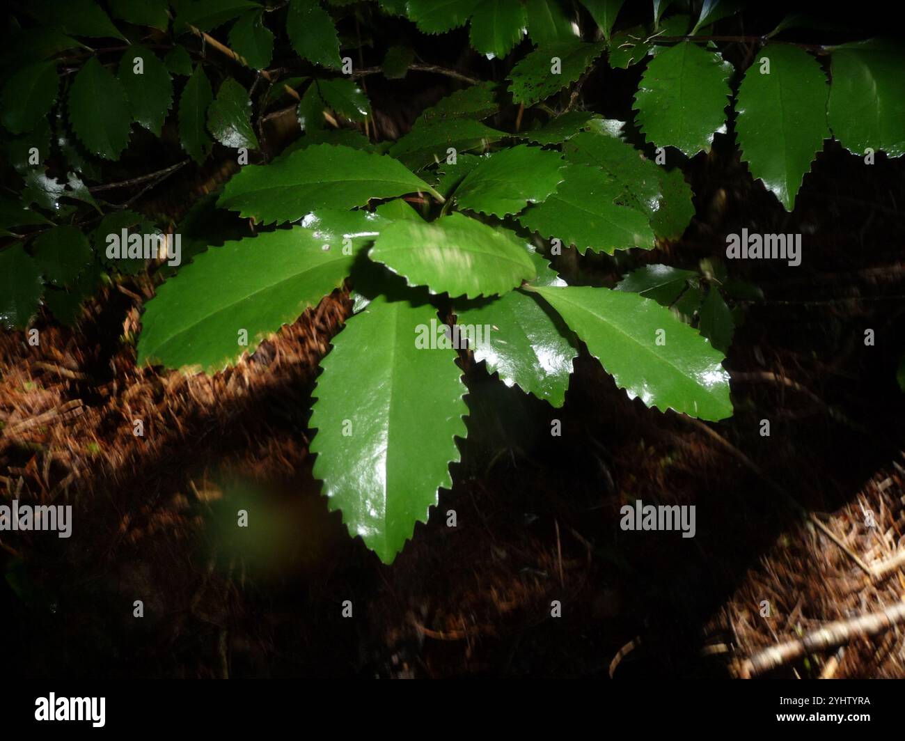 Laurelia novae zelandiae hi-res stock photography and images - Alamy