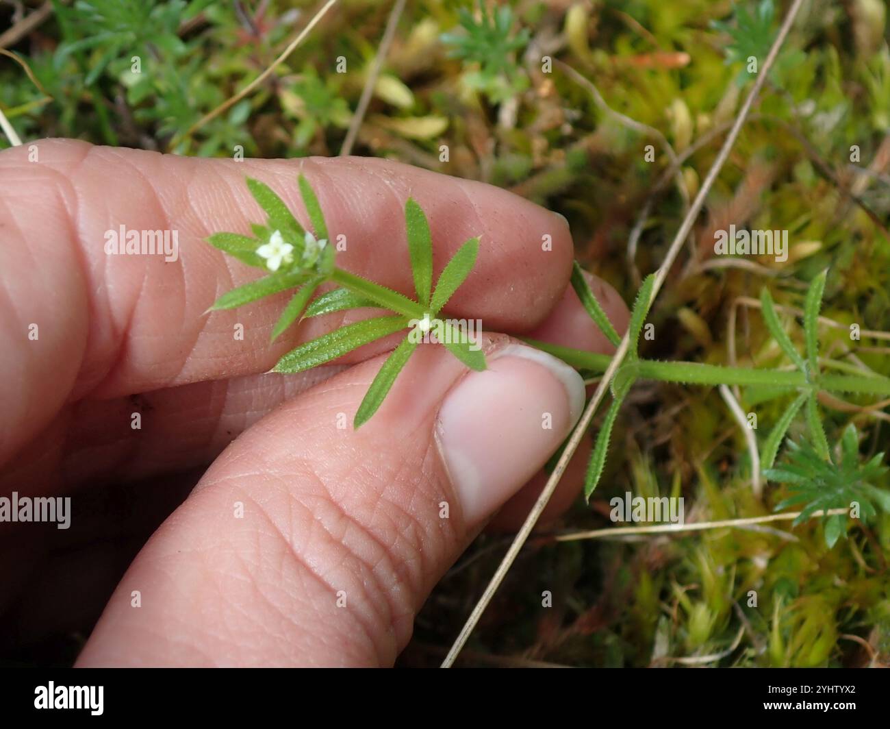 catchweed bedstraw (Galium aparine Stock Photo - Alamy