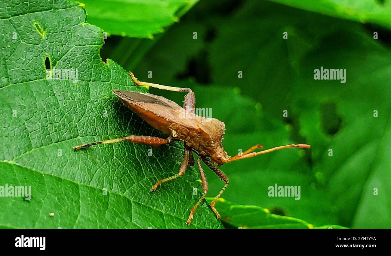 Helmeted squash bug hi-res stock photography and images - Alamy