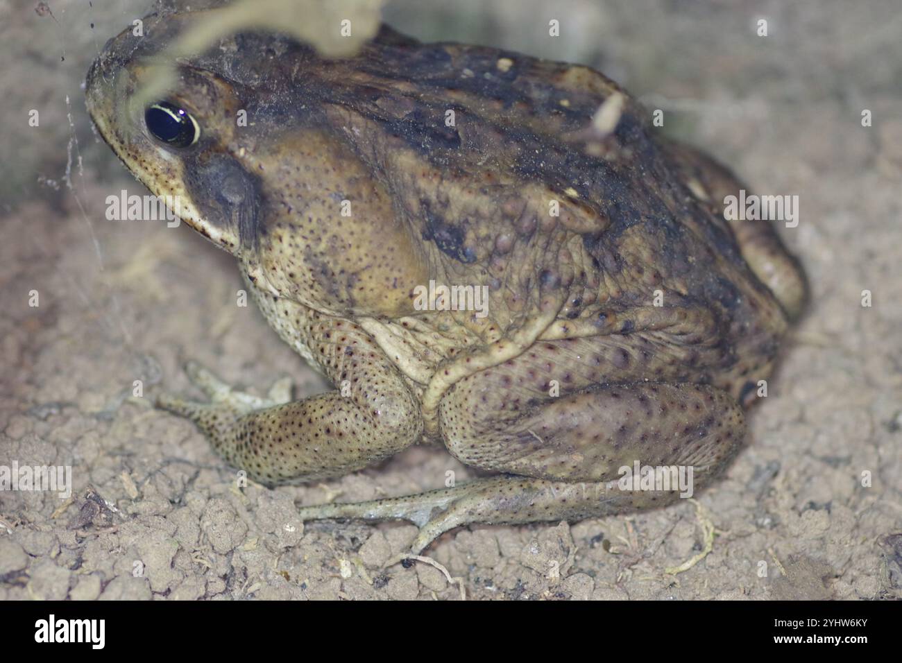 Giant Toad (Rhinella horribilis Stock Photo - Alamy