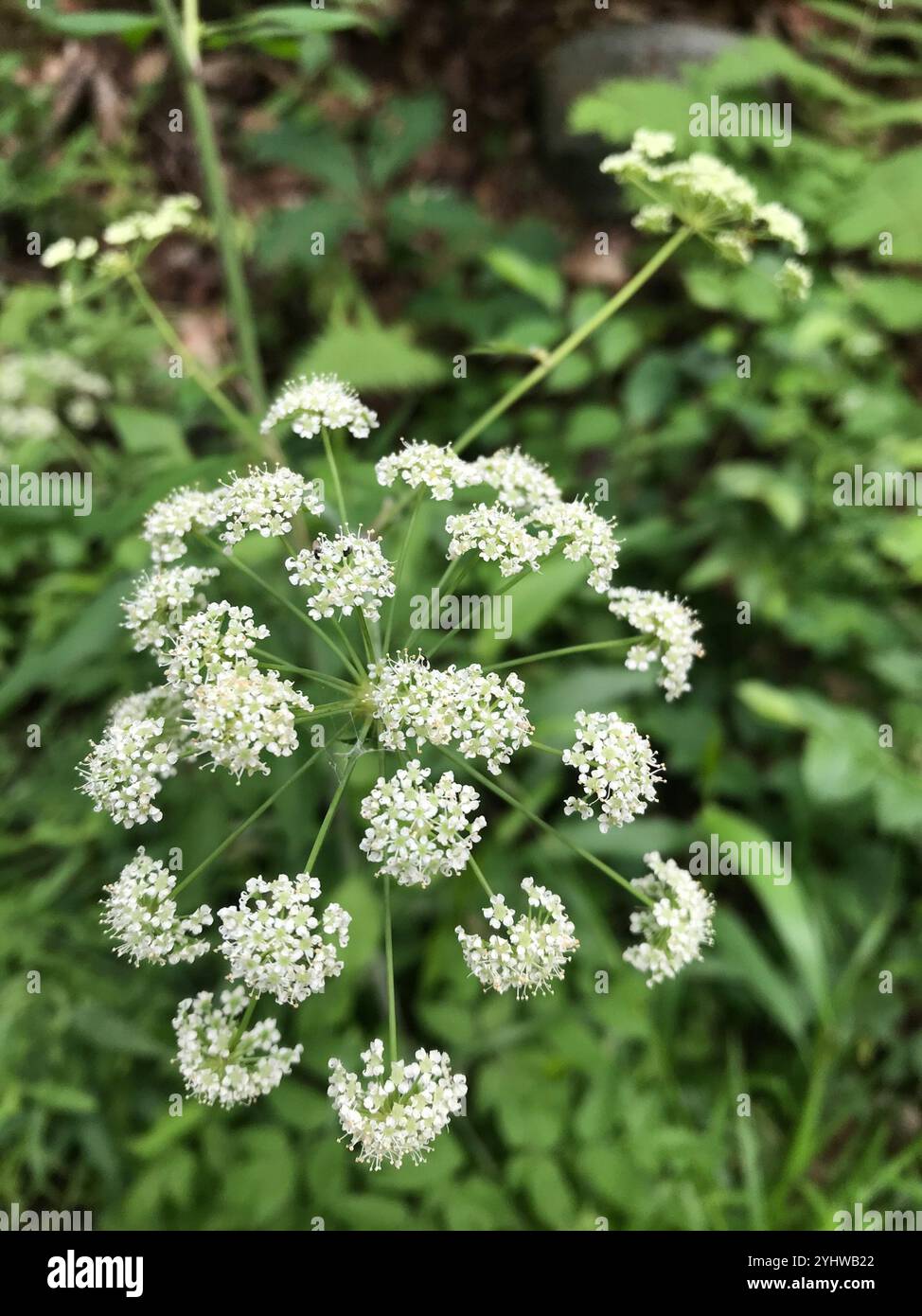 Semillas De Cicuta Maculata (Cicuta Acqua), Paquete De 200 Unidades, Fácil De Cultivar En Distintos Suelos