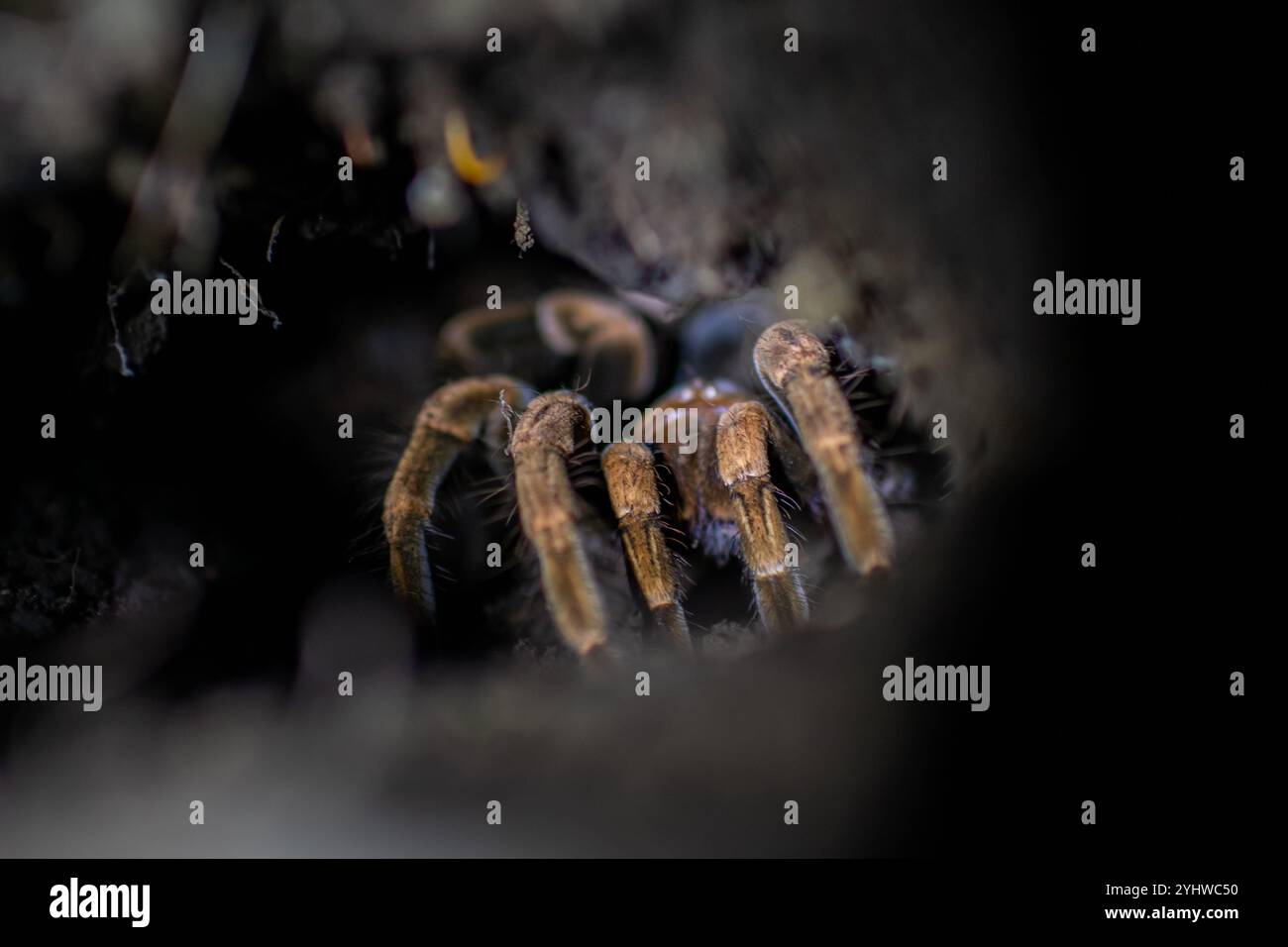 Tarantula Infested Tree Tarantula in tree at night, Costa Rica Stock Photo - Alamy
