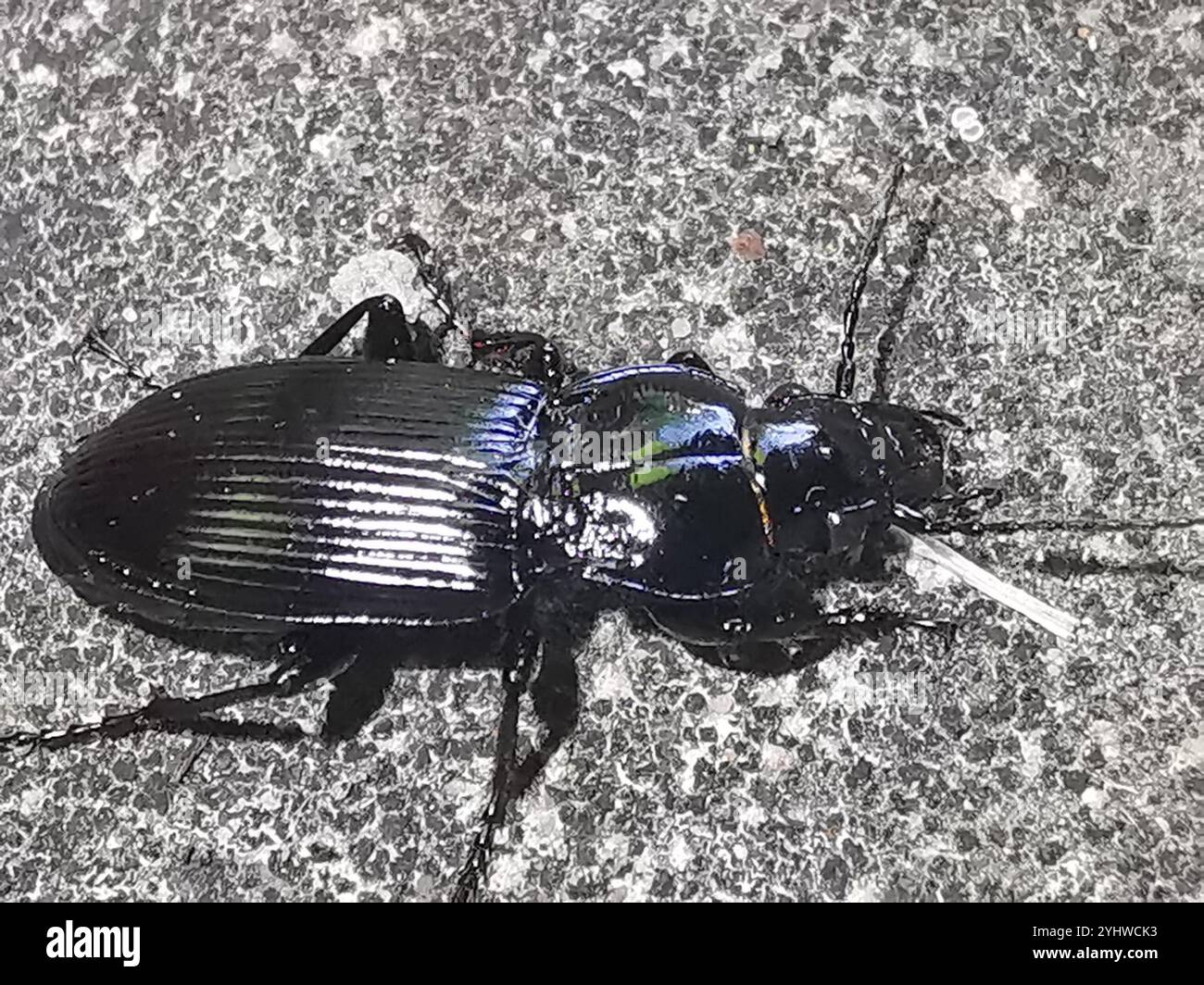 Clock Insect Blackclock Ground Beetles (Pterostichus Stock Photo - Alamy