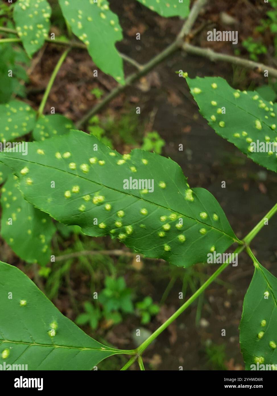 Ash Bead Gall Mite (Aceria fraxini Stock Photo - Alamy