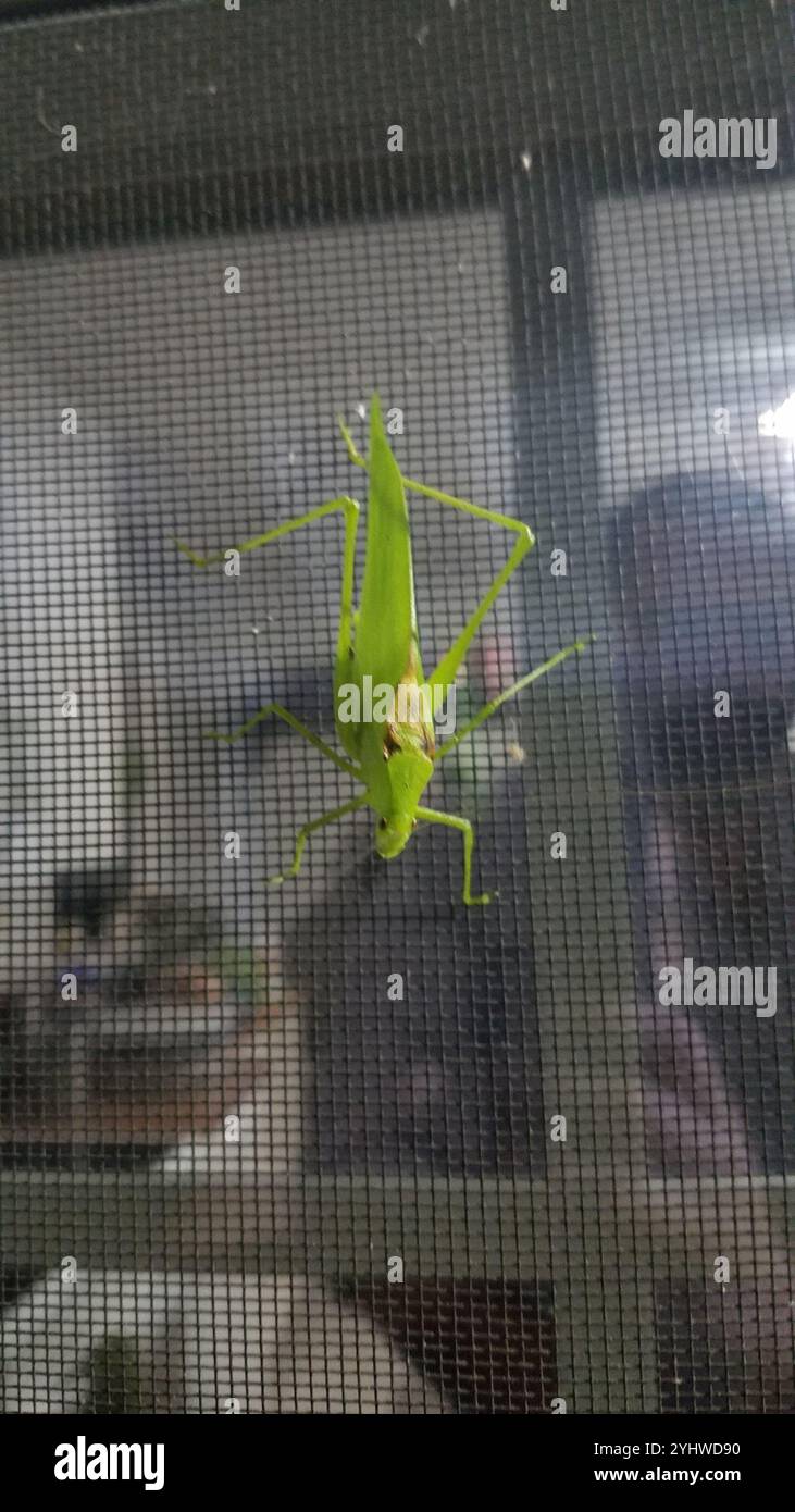 Oblong-winged Katydid (Amblycorypha oblongifolia Stock Photo - Alamy