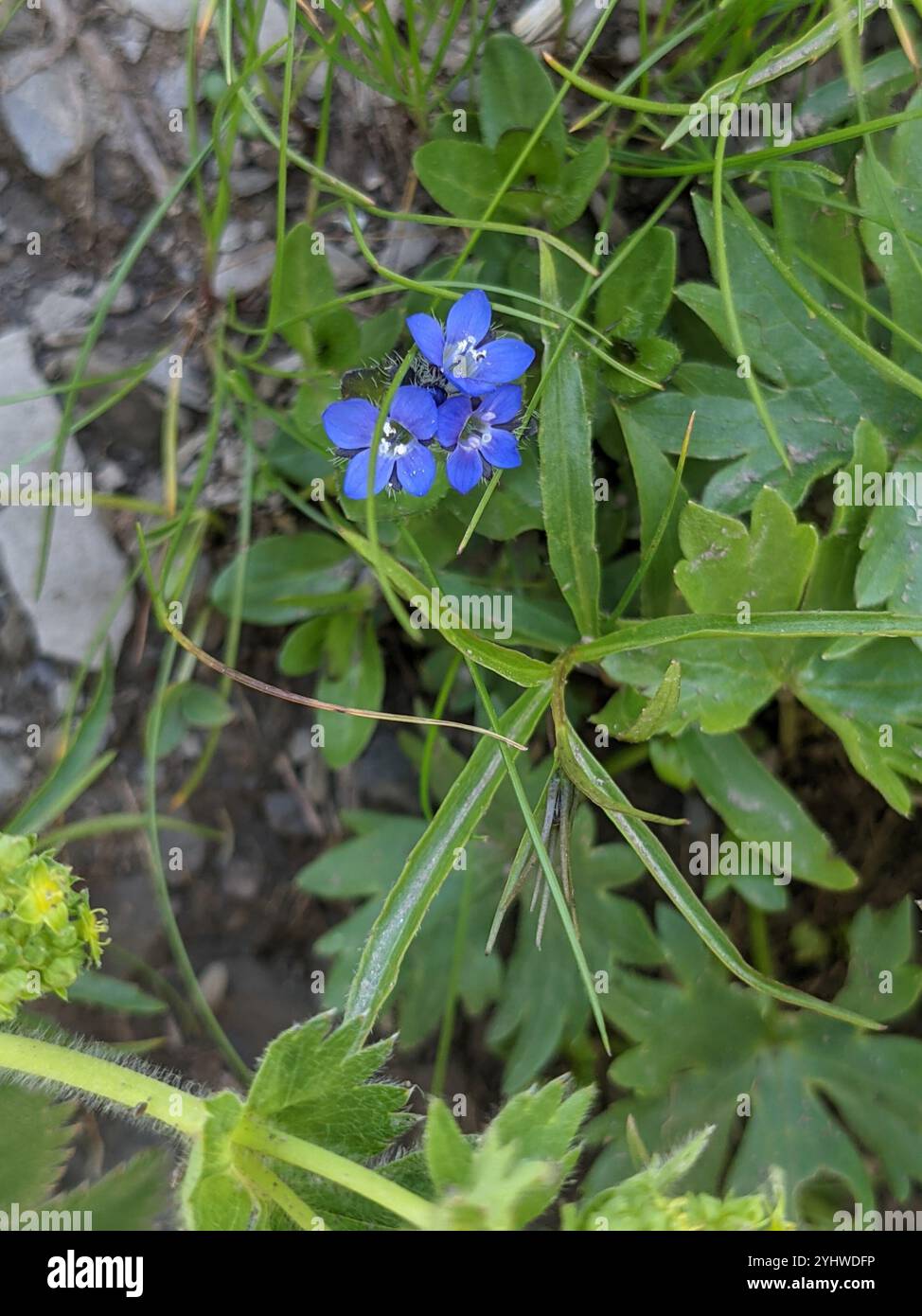 Alpine speedwell veronica alpina hi-res stock photography and images ...