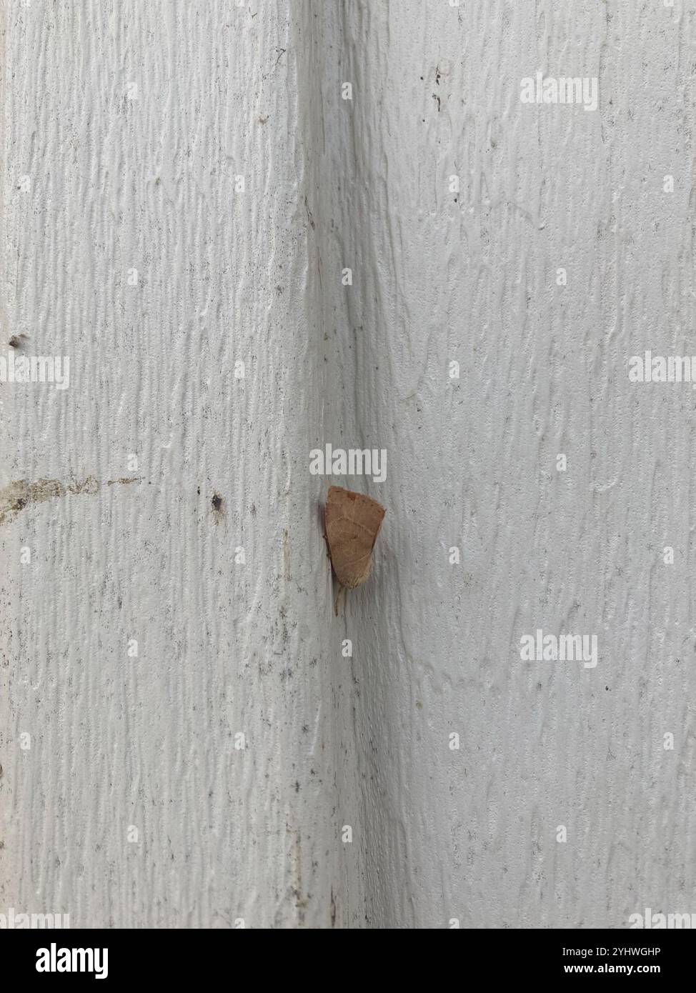 American Dun-bar Moth (Cosmia calami Stock Photo - Alamy