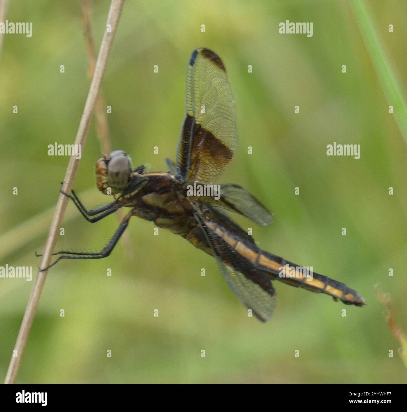 Widow Skimmer (Libellula luctuosa Stock Photo - Alamy